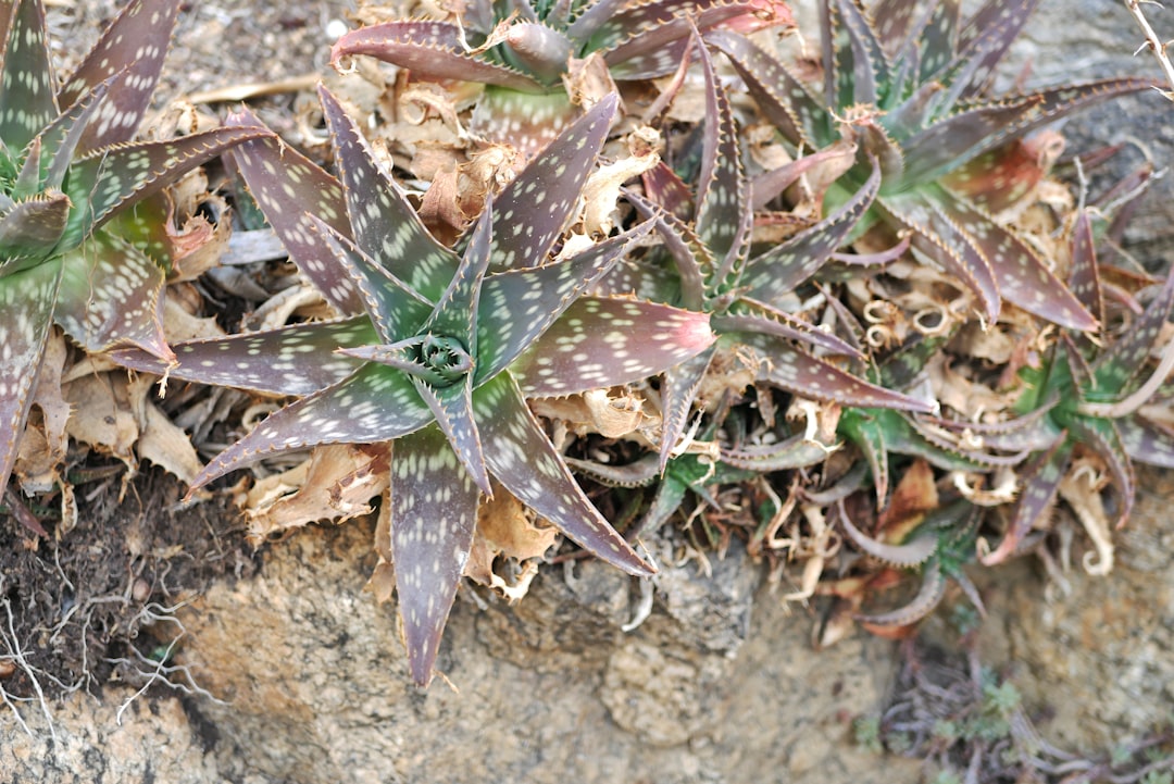 Yanığa ne iyi gelir ile ilgili görsel