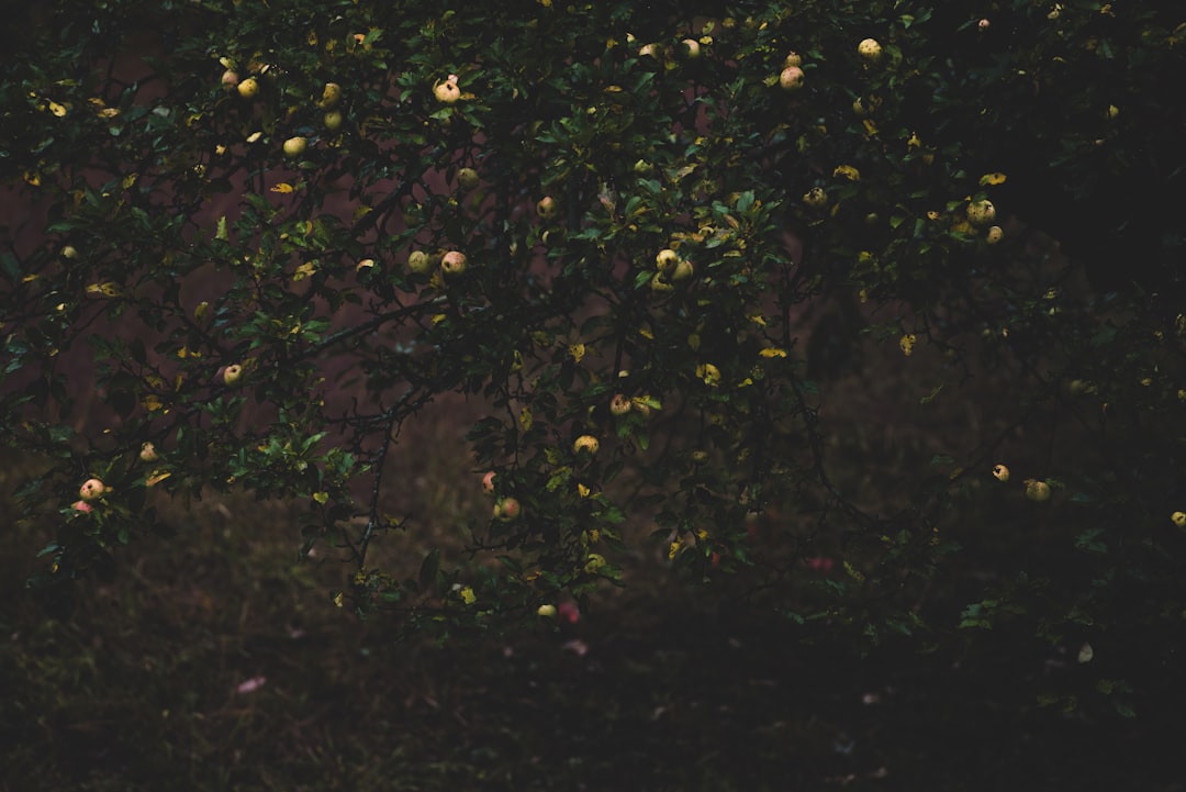 Kısırlığa ne iyi gelir konusunda görsel