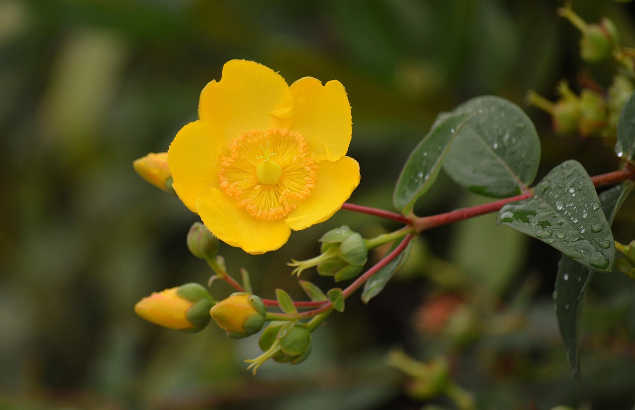 Kantaron yağı neye iyi gelir ile ilgili görsel