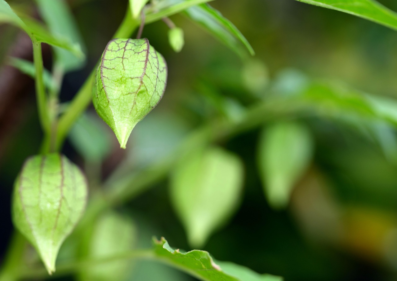 Mesane iltihabına ne iyi gelir ile ilgili görsel