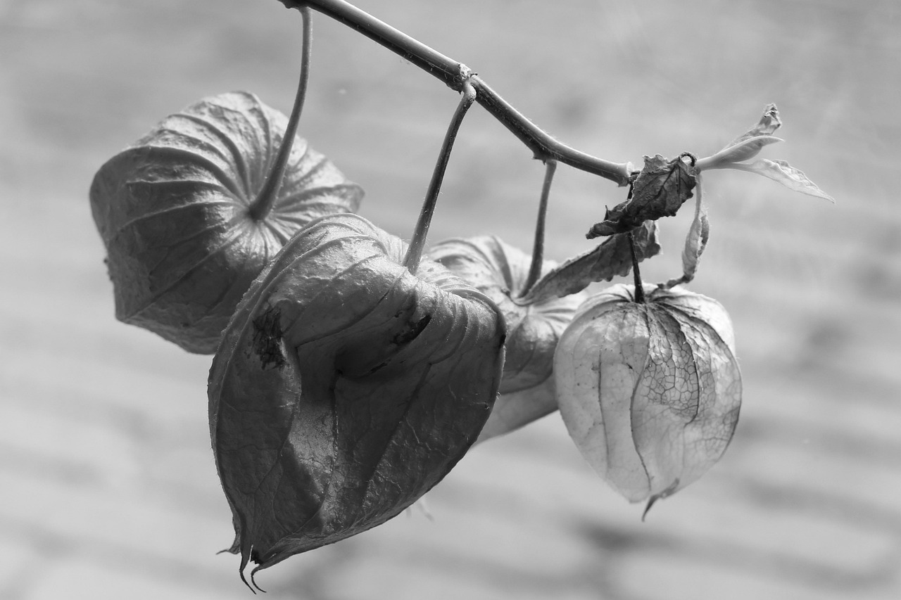 Mesane iltihabına ne iyi gelir konusunda görsel
