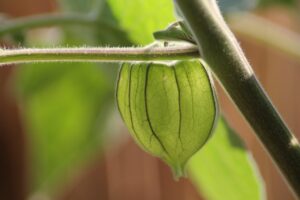 Mesane iltihabına ne iyi gelir görseli