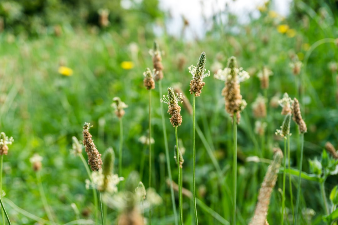 Migren’e ne iyi gelir ile ilgili görsel