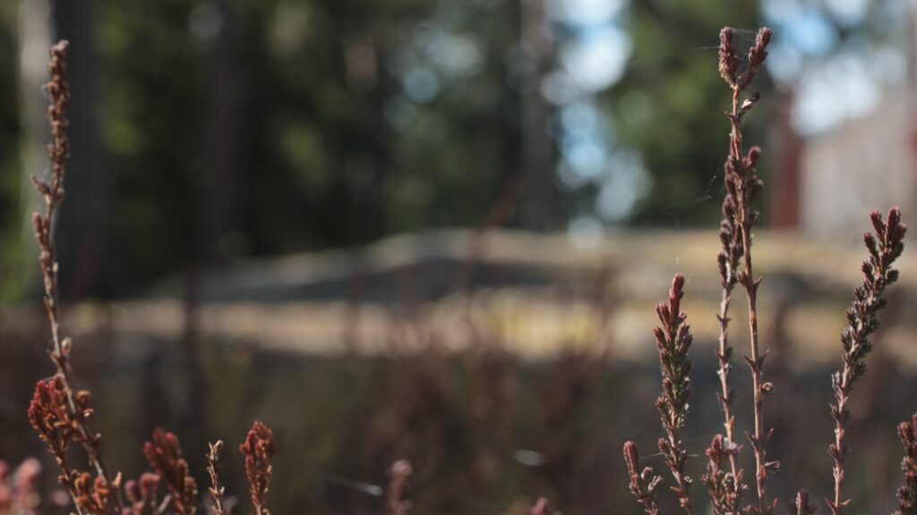 Migren’e ne iyi gelir görseli