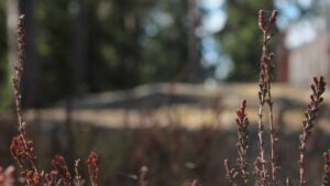 Migren’e ne iyi gelir görseli