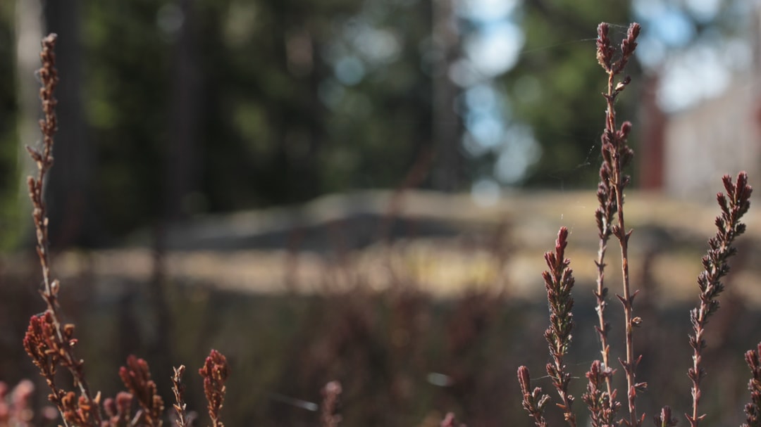 Migren’e ne iyi gelir görseli