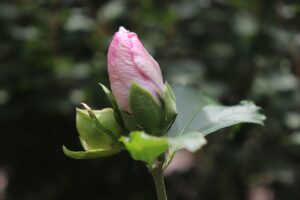 Rozaseaya ne iyi gelir görseli