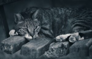 Stres kaynaklı mide ağrısına ne iyi gelir görseli