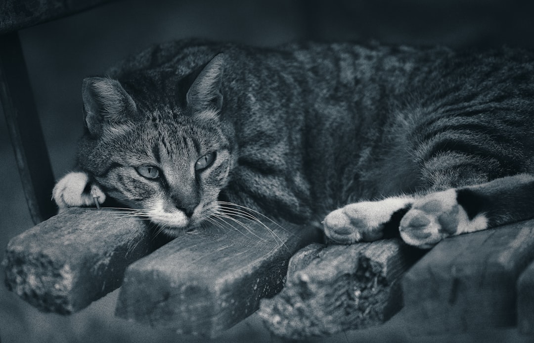 Stres kaynaklı mide ağrısına ne iyi gelir görseli