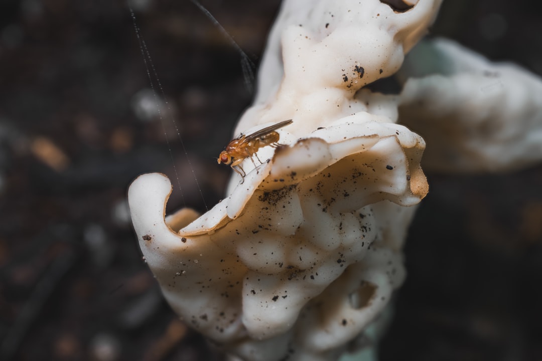 Tırnak mantarına ne iyi gelir ile ilgili görsel