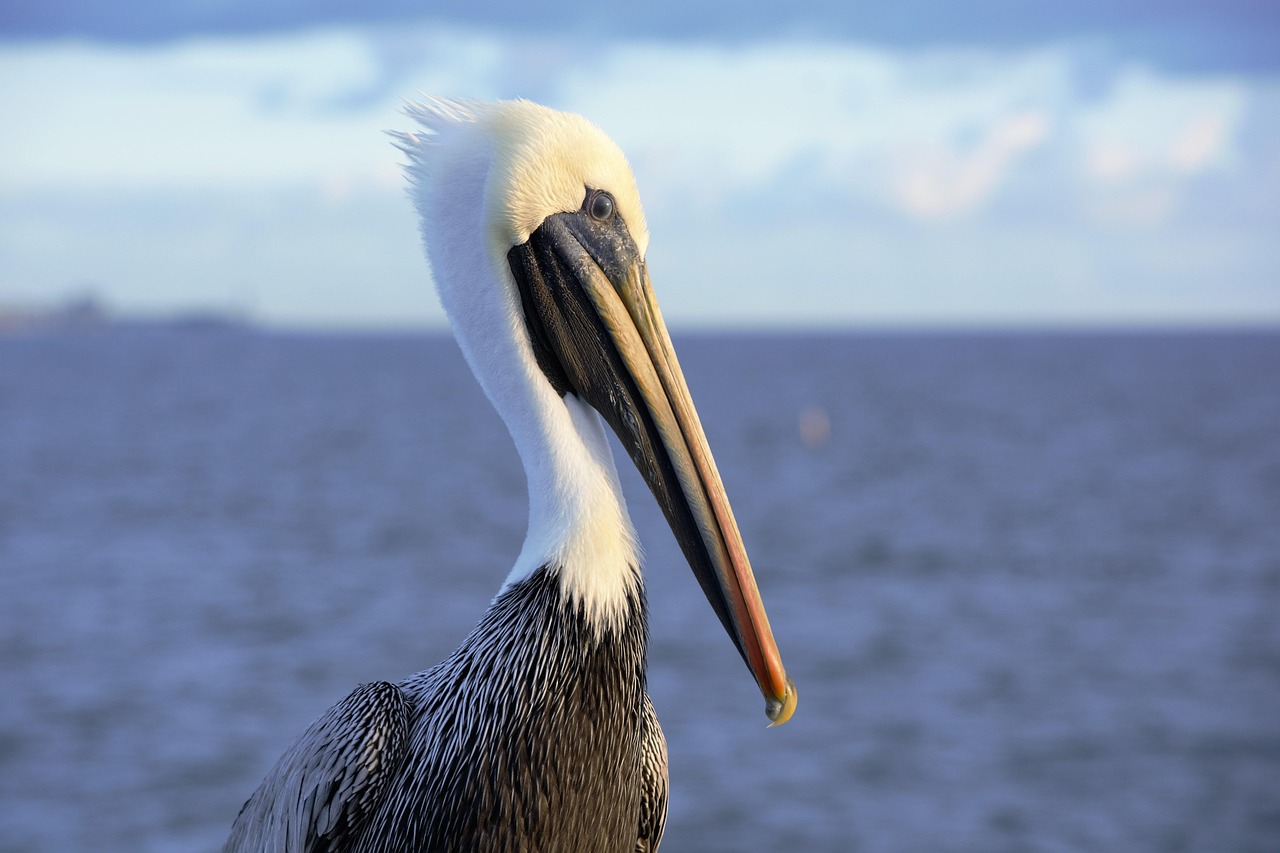 Çatlak bademciğe ne iyi gelir konusunda görsel